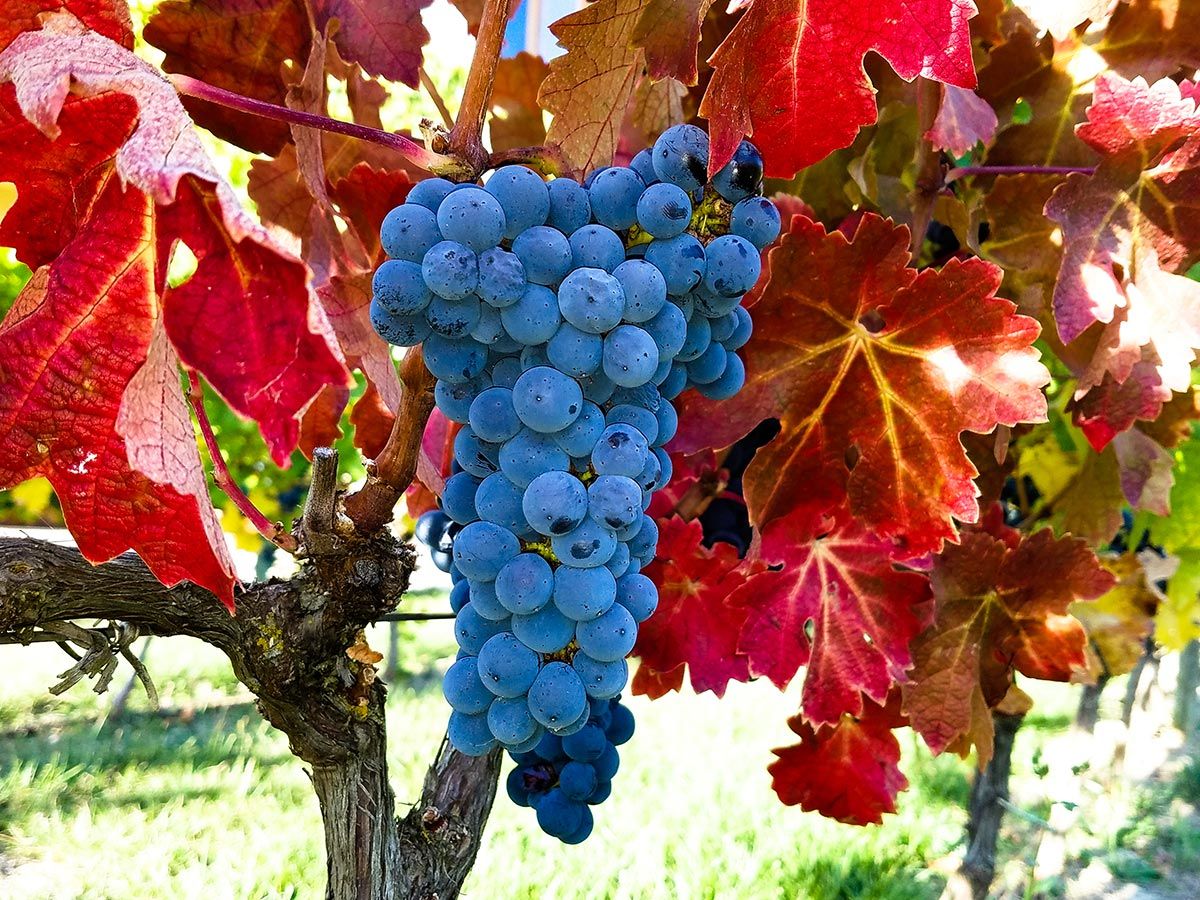 plantes variqueuses - vigne rouge