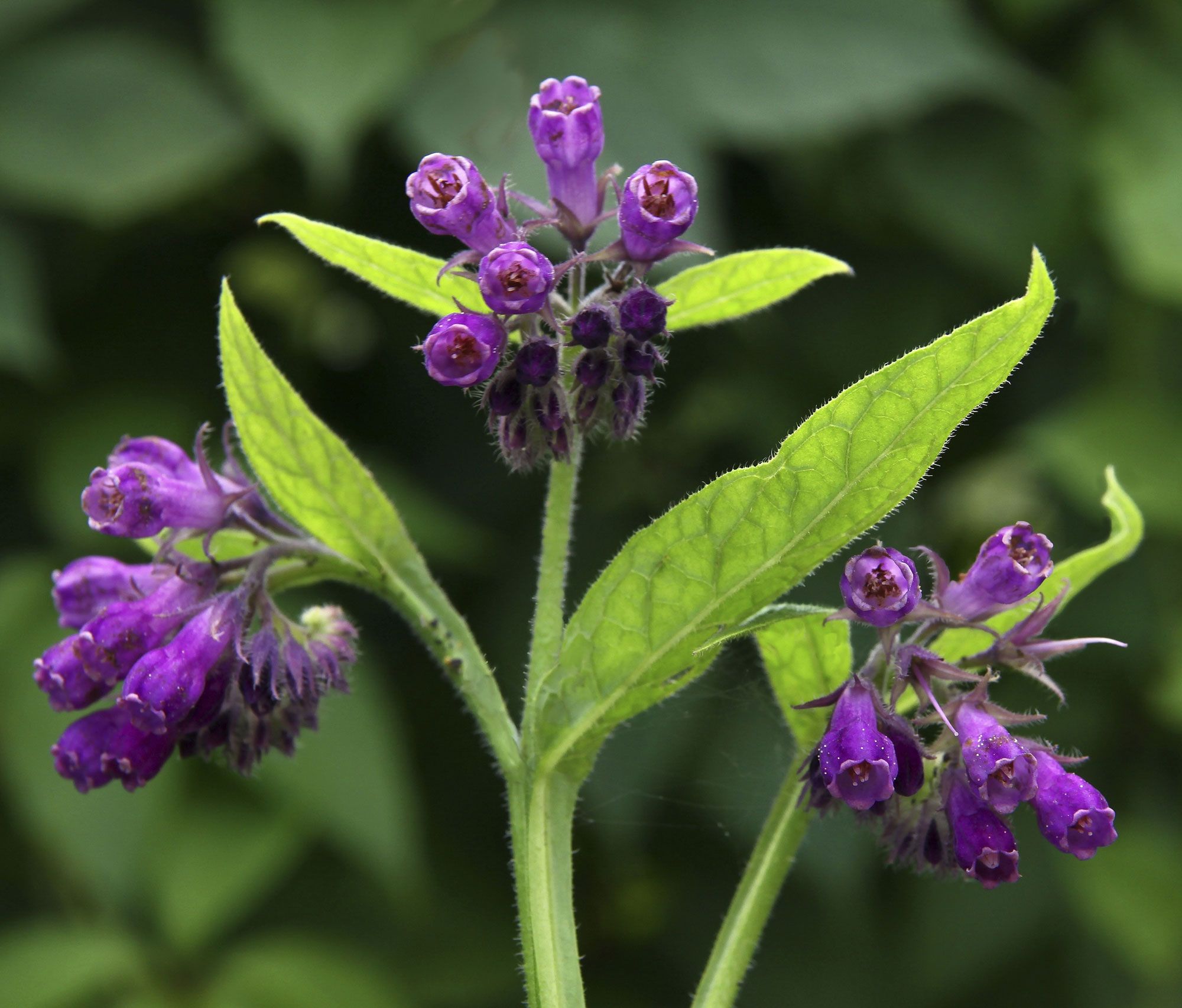 plantes allergies printemps - consoude