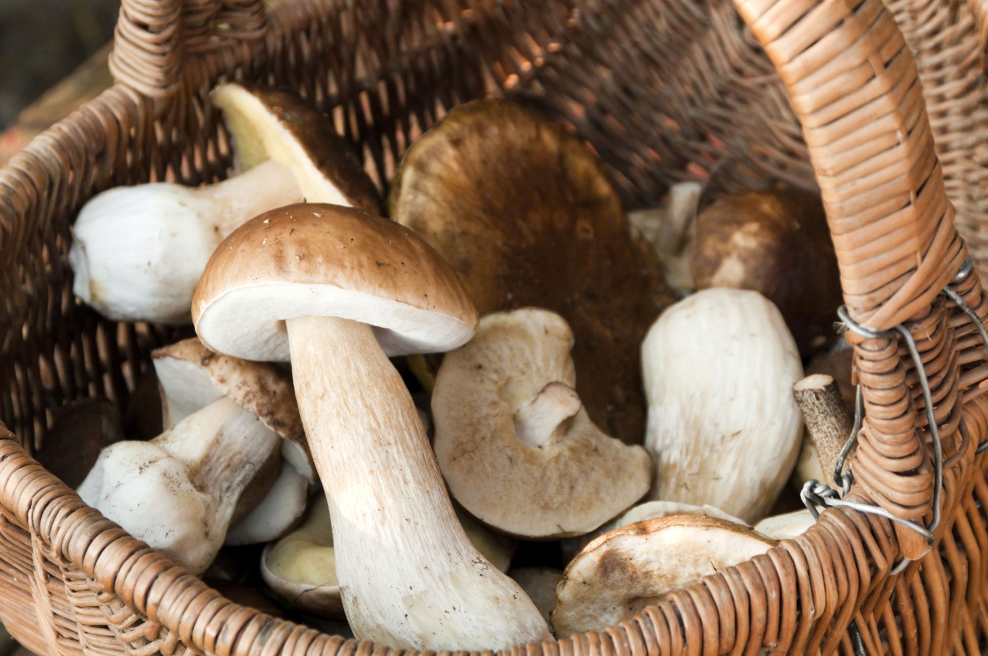 champignons