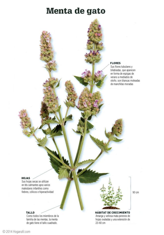 plante de menthe à chat