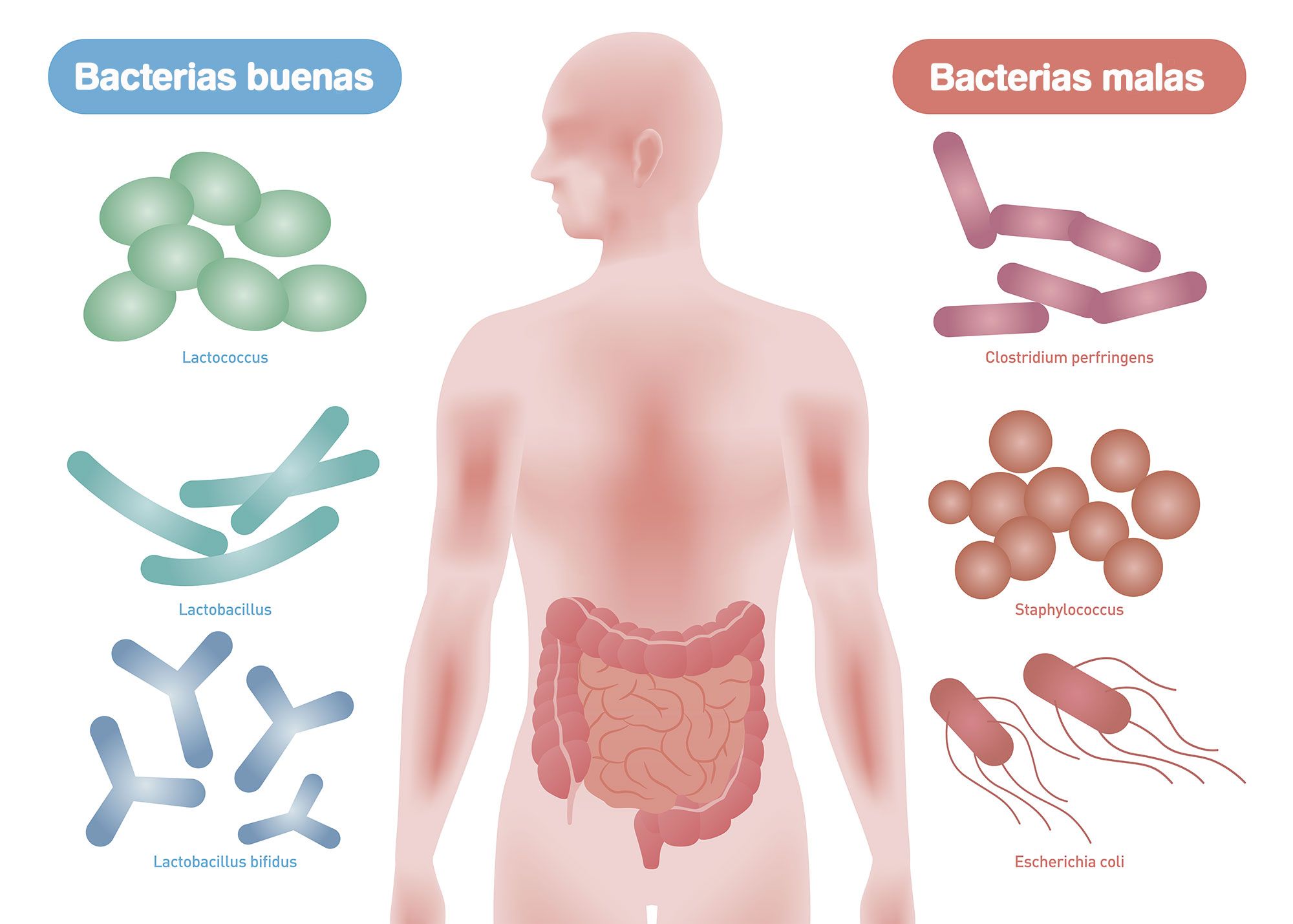 bonnes et mauvaises bactéries intestinales