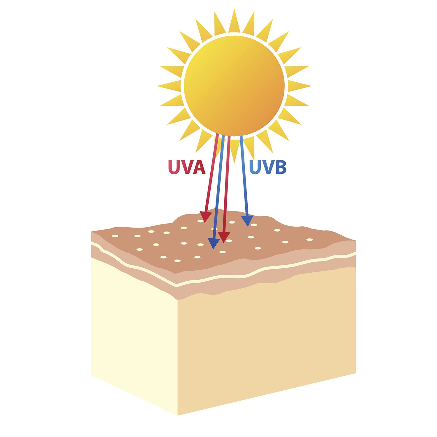 Rayons UVA et UVB
