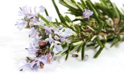 plante médicinale de romarin