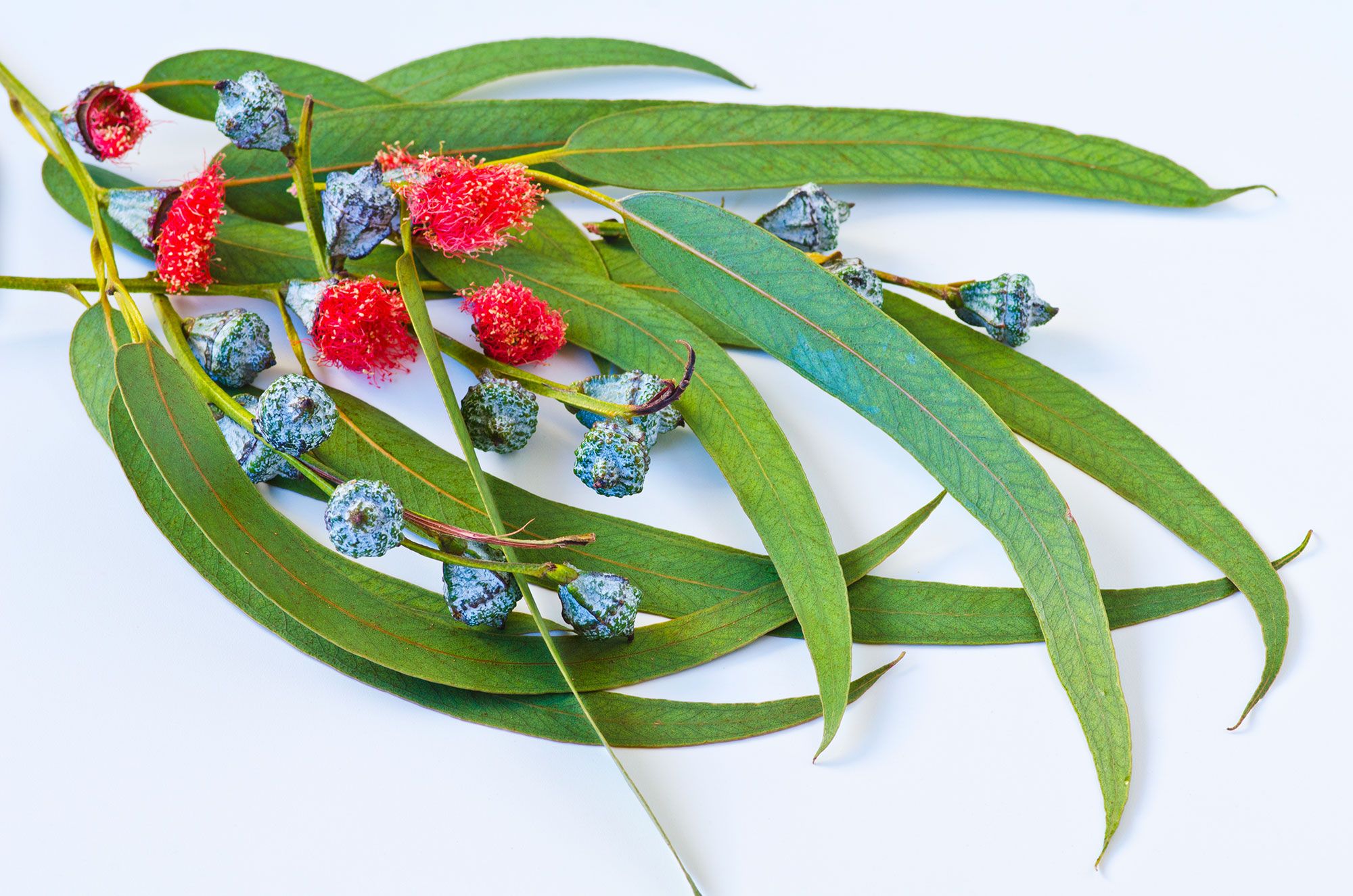 diabète d'eucalyptus