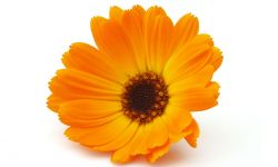 plante médicinale de calendula